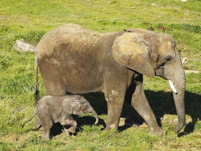 Zoo de Beauval sortie enfants