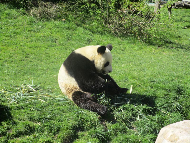 Zoo de Beauval panda