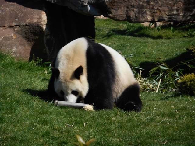 Panda découverte au Zoo de Beauval