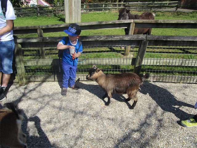 Ferme pédagogique enfants chèvre