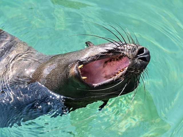 Otaries au Zoo de Beauval