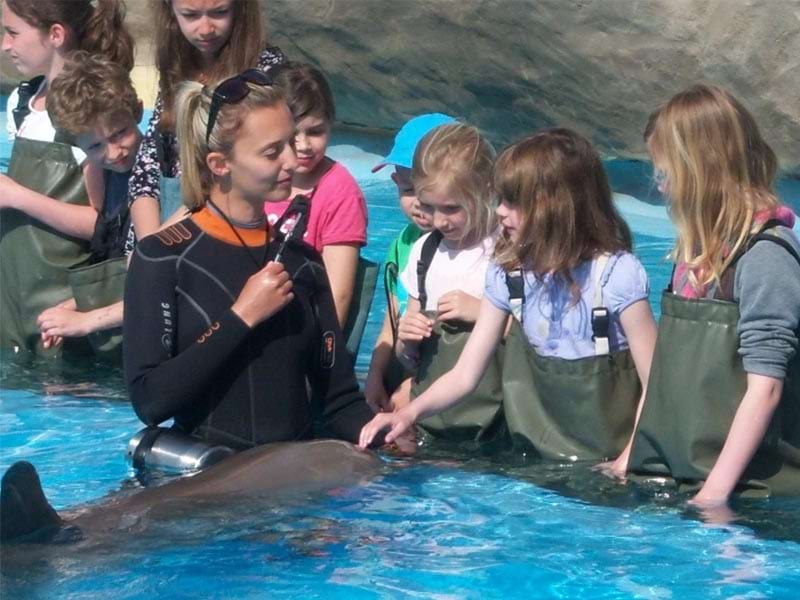 Rencontre avec les dauphins en corse
