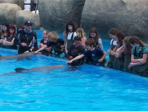 La vie dans la Baie des dauphins