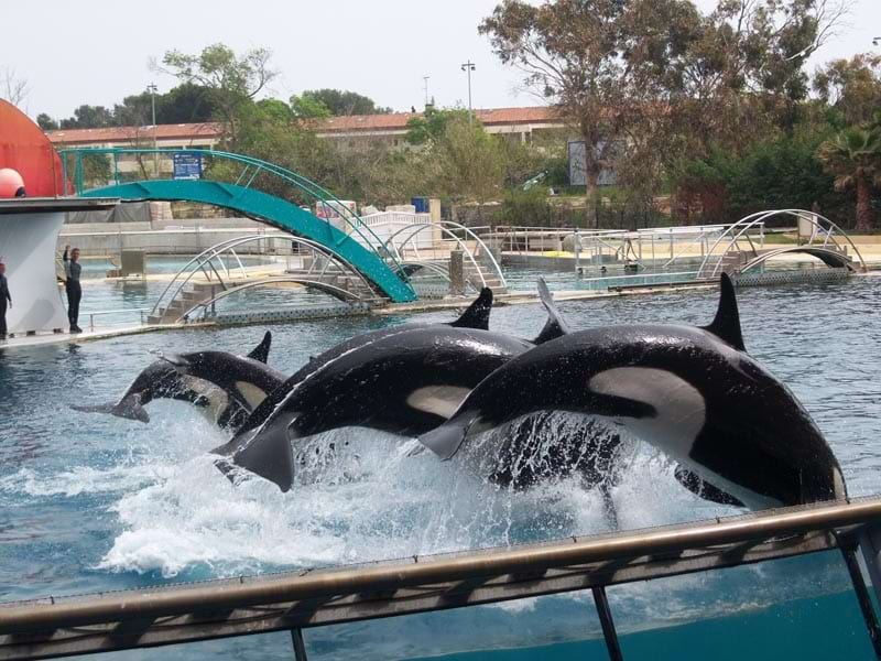 Rencontre avec les otaries