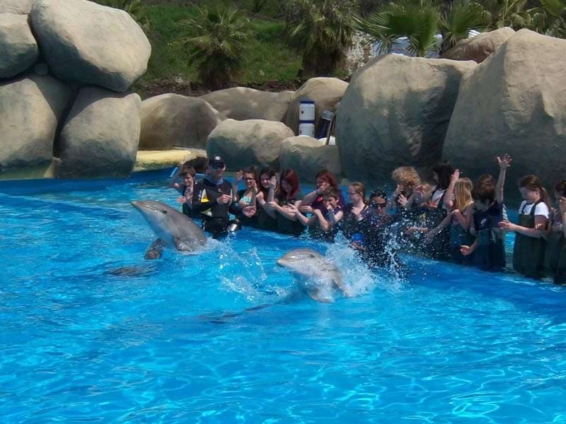 Rencontre avec les dauphins en corse