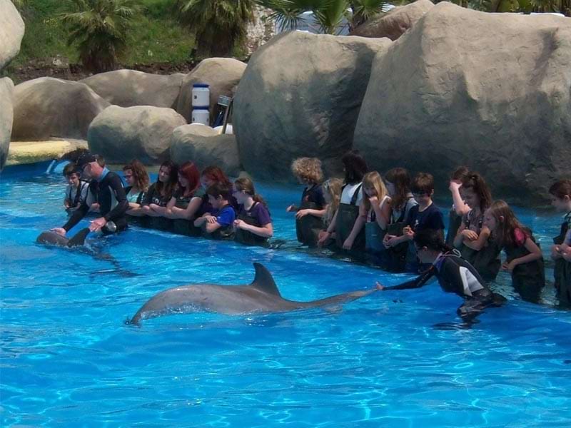 Duree rencontre avec dauphins marineland