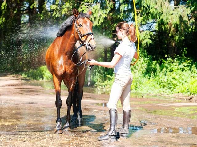 Ados en stage prenant soin de son cheval