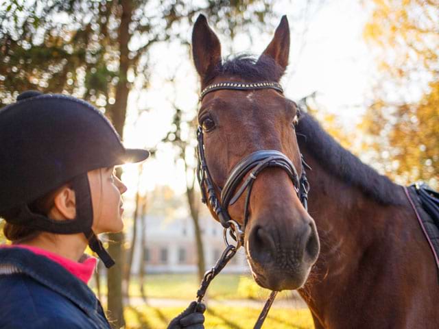 Portrait d'un cheval et son cavalier en stage sportif