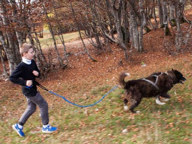 Enfant pratiquant la cani rando en colonie de vacances