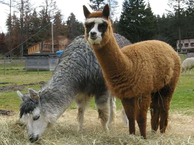 Lamas en colonie de vacances à la campagne en auvergne