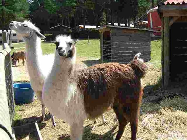 Lamas de cirque en colonie de vacances cet été