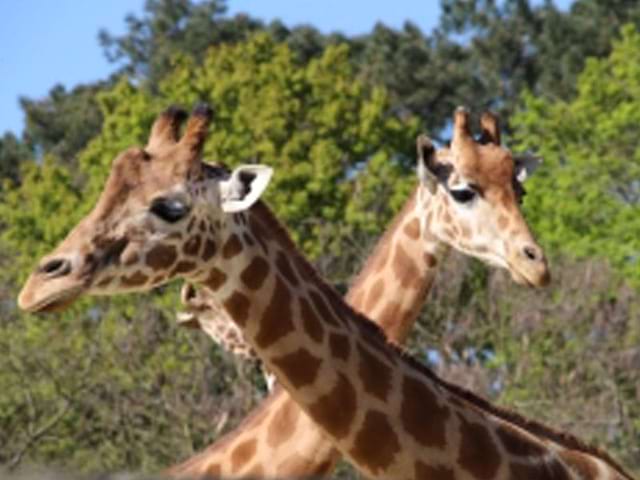 Girafes du zoo de la flèche 