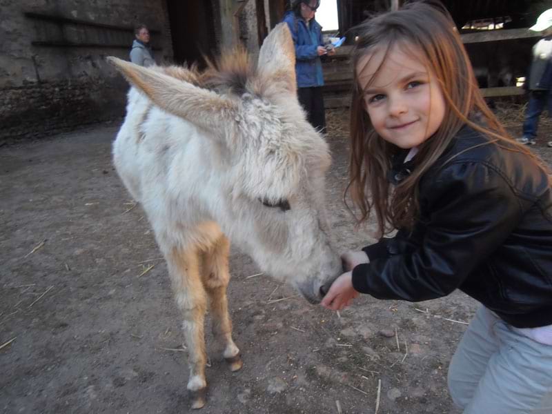 Fillette nourrissant son poney en colonie de vacances au printemps