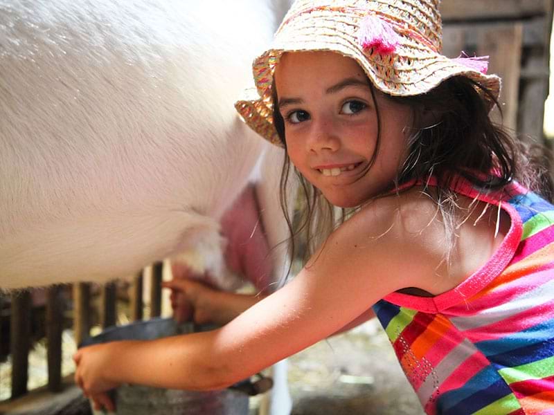 Jeune fille en train de traire une vache en colonie de vacances à la ferme