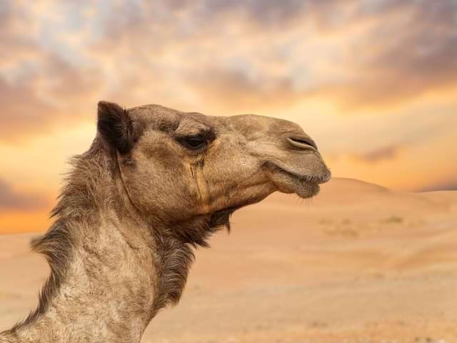 Portrait d'un chameau au Maroc