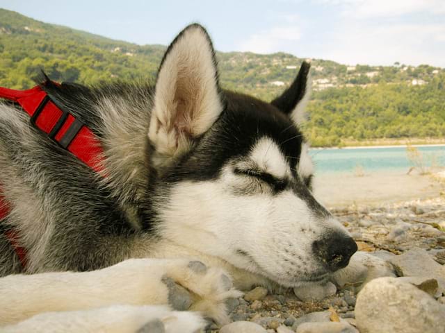 Vue sur un chien en cani rando qui se repose