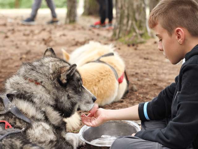 Jeune garçon qui caresse un chien lors de l'activité cani rando à Pâques