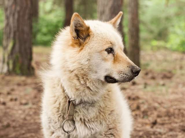 Chien durant l'activité cani rando en colonie de vacances à Hauteluce