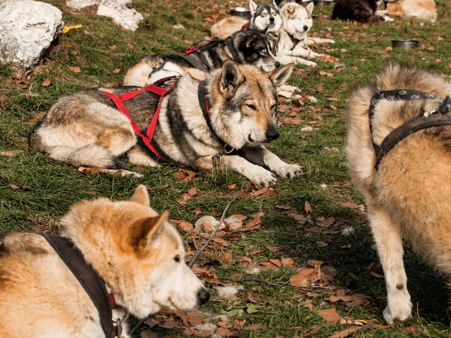 Chiens en cani rando qui se reposent durant une balade printanière 