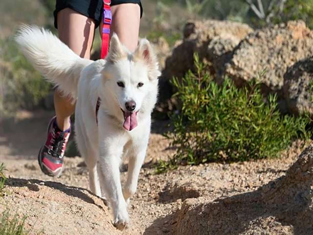 Activité cani rando en colo de vacances à Monistrol