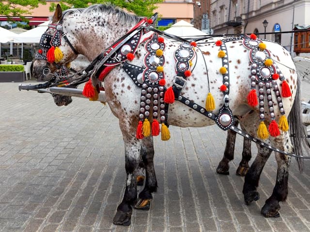 Chevaux traditionnels en colonie de vacances à Cracovie