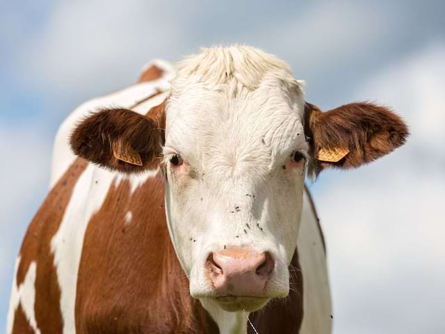 Vache dans la ferme où vont les jeunes en colo ce printemps