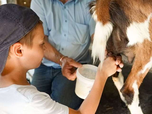 Jeunes de 4 à 9 ans en colo de vacances à la ferme ce printemps 