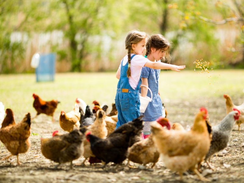Jeunes filles en colo de vacances à la ferme ce printemps