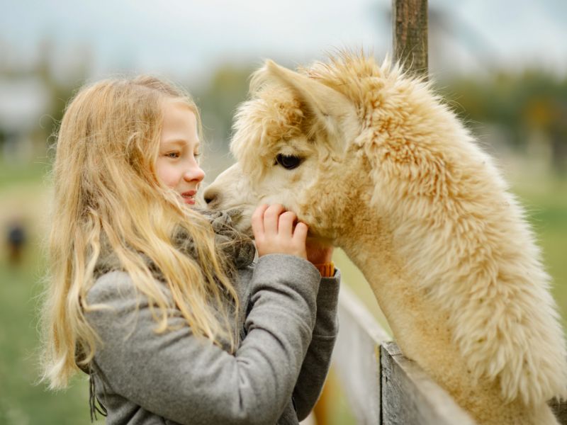 Jeune fille avec un lama à la ferme de l'Aoueille en colo de vacances ce printemps