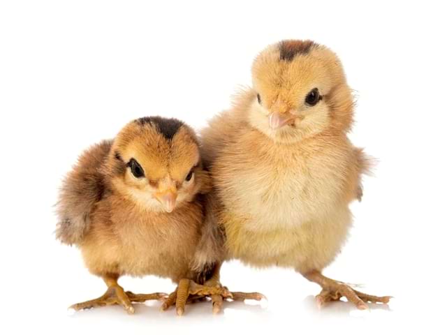 Poussins de la ferme où partent les enfants en colo ce printemps