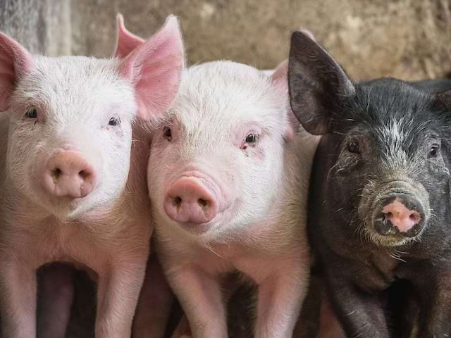 Cochons à la ferme observés en colo