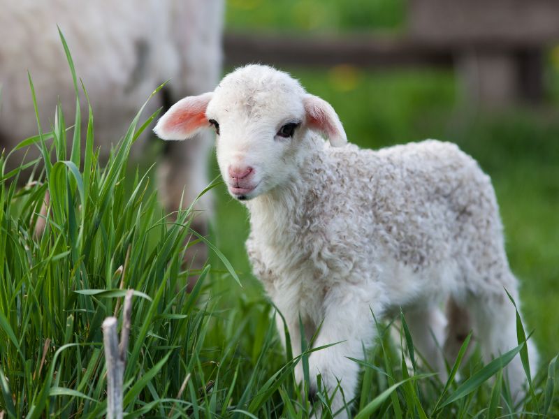 Petit agneau en colo de vacances à la ferme