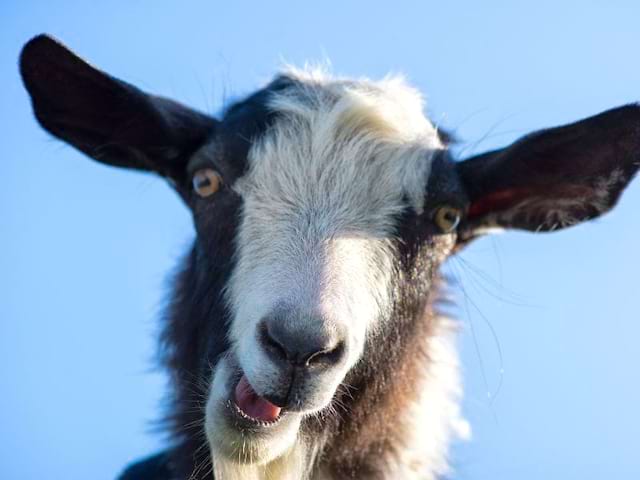 Colo dans le Gers à la ferme ce printemps pour les 4-9 ans