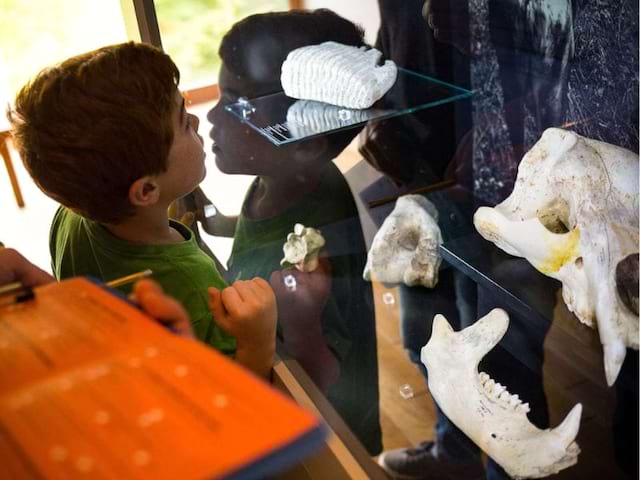 Enfant au musée de la Préhistoire cet automne