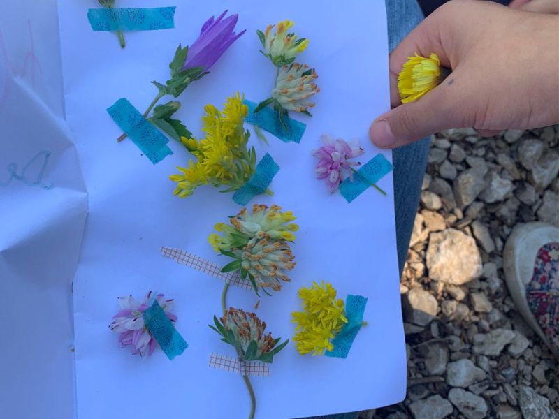 Herbier en colo de vacances à Vassieux en Vercors