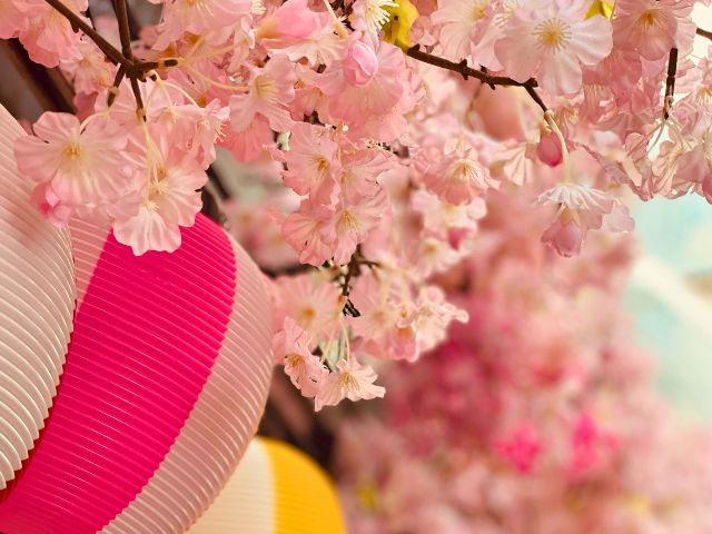 Saison des cerisiers en fleurs ce printemps à Tokyo