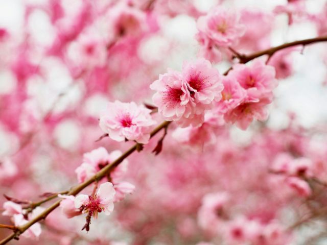 Cerisiers en fleurs en colo de vacances ce printemps