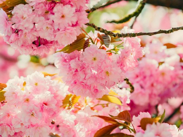 Cerisiers en fleurs en colo de vacances ce printemps