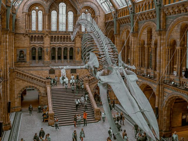 musee histoire naturelle fossile
