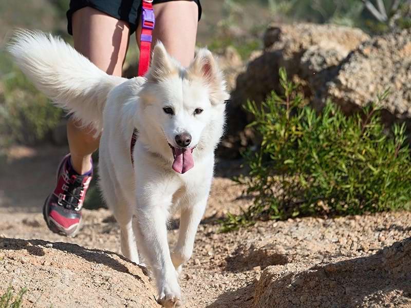 Chien blanc qui court avec un ado lors d'une colonie de vacances sportive durant le printemps