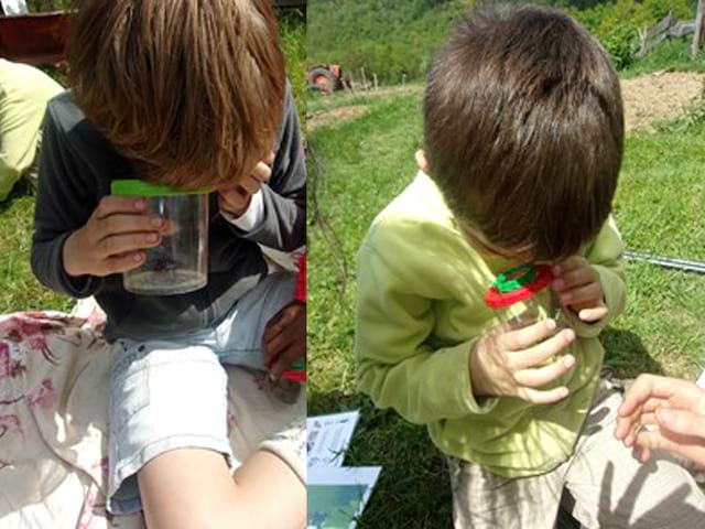 Enfants observant des insectes dans un bocal