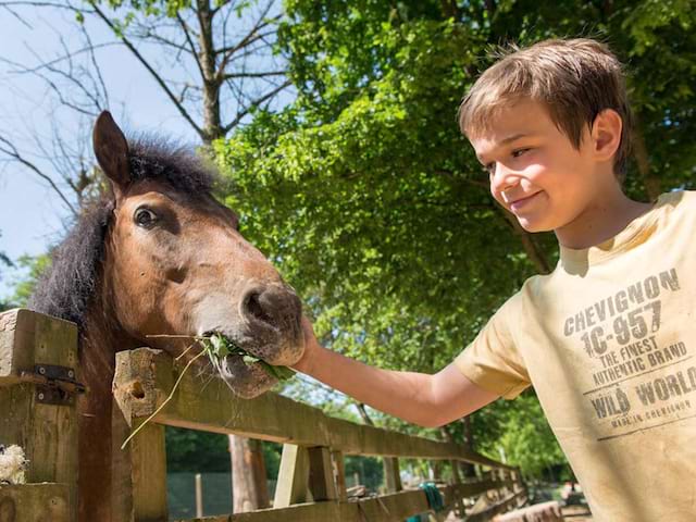 Portrait d'un jeune enfant avec un cheval