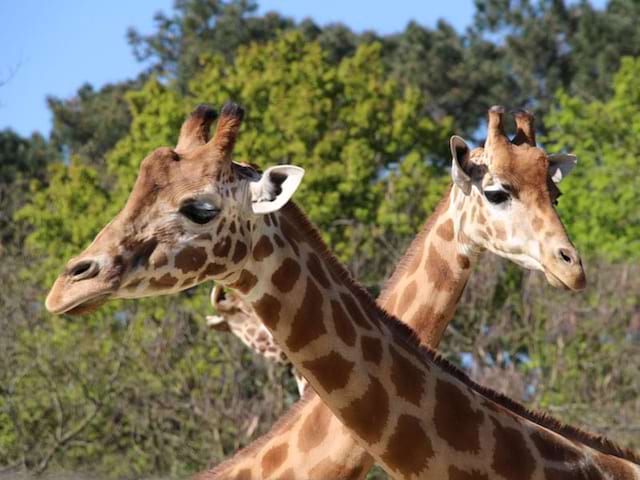 Portrait de girafes au zoo de la flèche