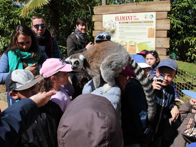 Enfants en randonnée en colonie de vacances au zoo de la flèche