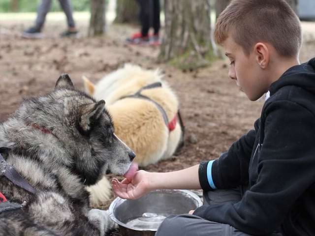 préado s'occupant d'un chien de canirando en colonie de vacances à la montagne