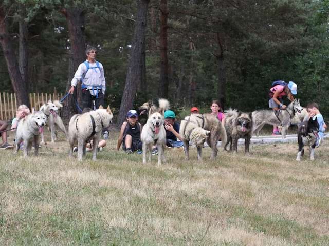 groupe de chiens de traineaux à la montagne cet été durant une colonie de vacances pour enfants