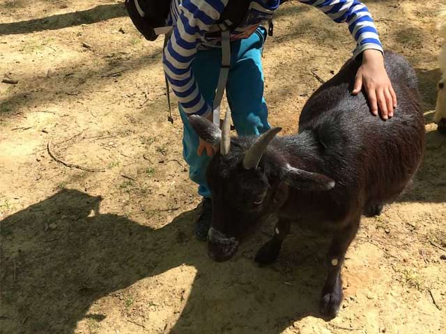 Enfant avec un chevreau cet automne en colonie de vacances