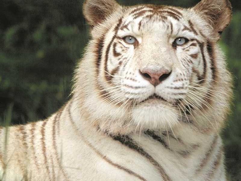 portrait d'un tigre blanc au zoo parc de beauval en colonie de vacances