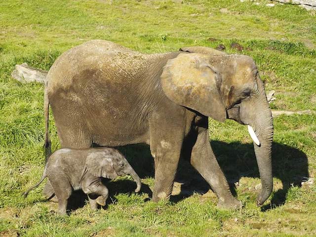 Elephante et son petit aperçus au zoo parc de beauval durant une colonie de vacances à la toussaint