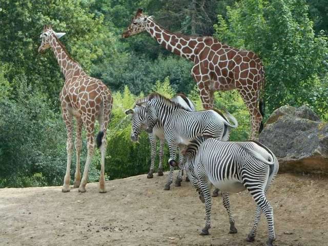 animaux de la savane aperçus au zoo parc de beauval cet automne en colonie de vacances